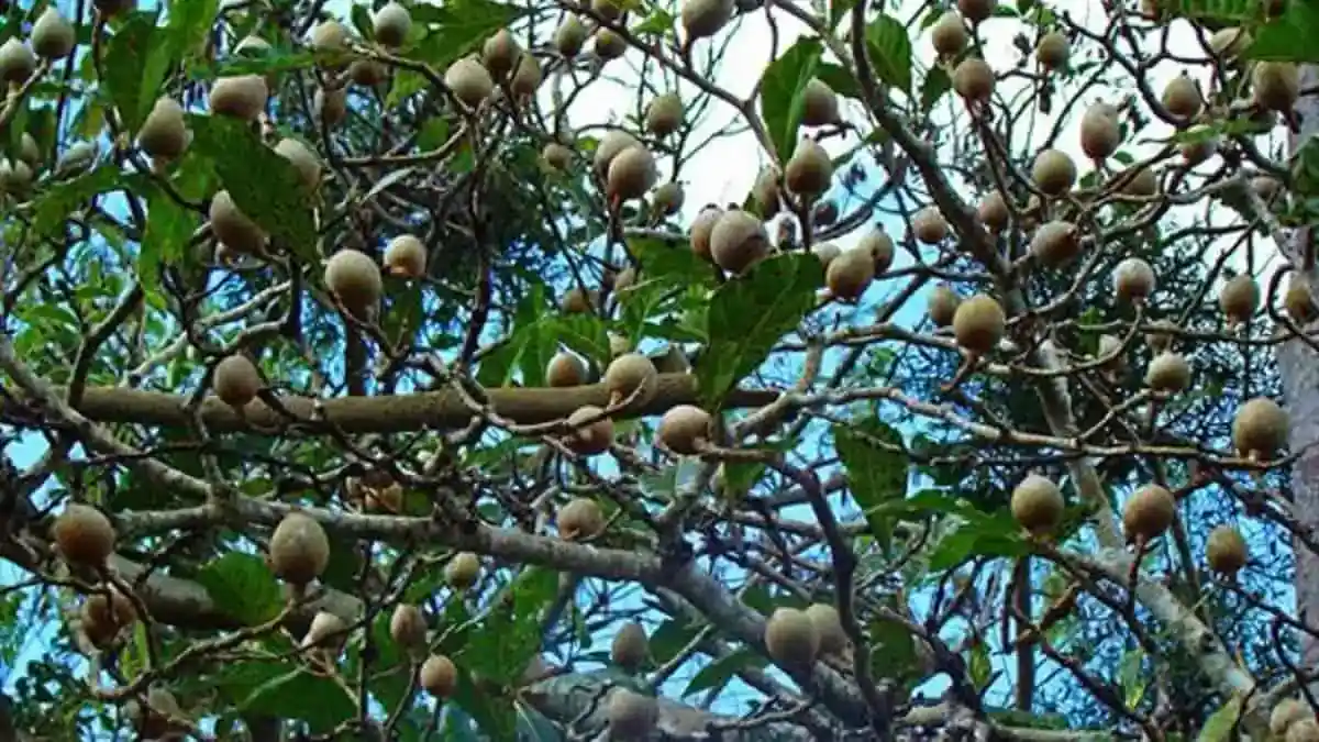 Jenipapo: um remédio caseiro e natural para seu filhão