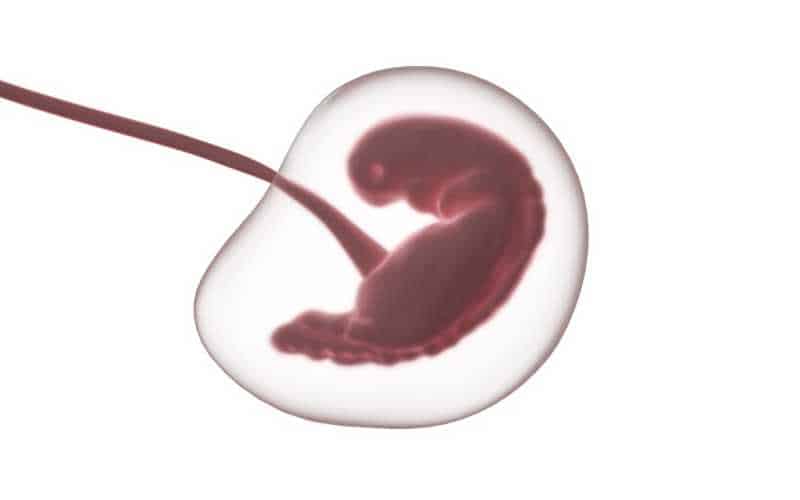 Quais são os cuidados após a transferência de embriões