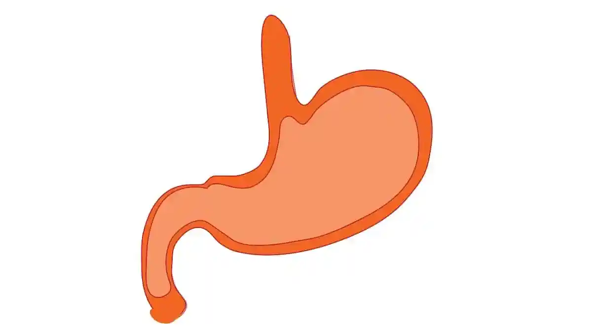 4 dicas básicas sobre nutrição após cirurgia bariátrica