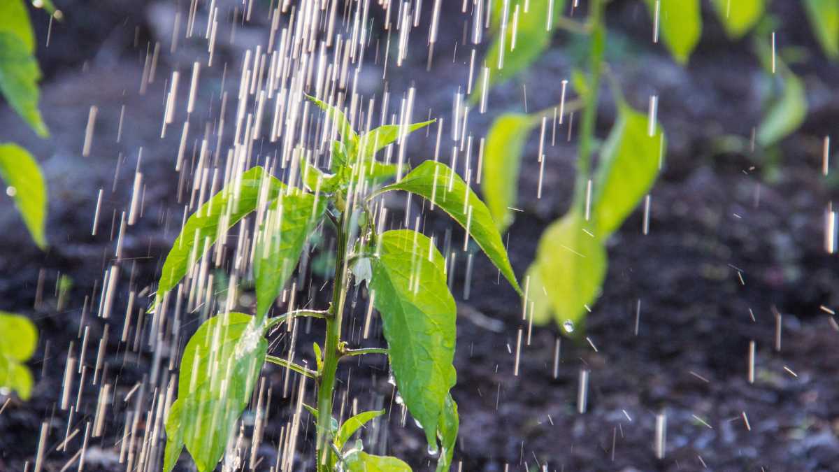 Como o Controle no Sistema de Irrigação pode Aumentar os Lucros da Sua Plantação
